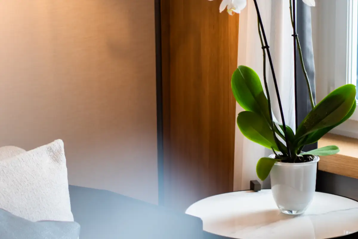 Coin d'une chambre : oreiller blanc et orchidée posée sur un rebord de fenêtre